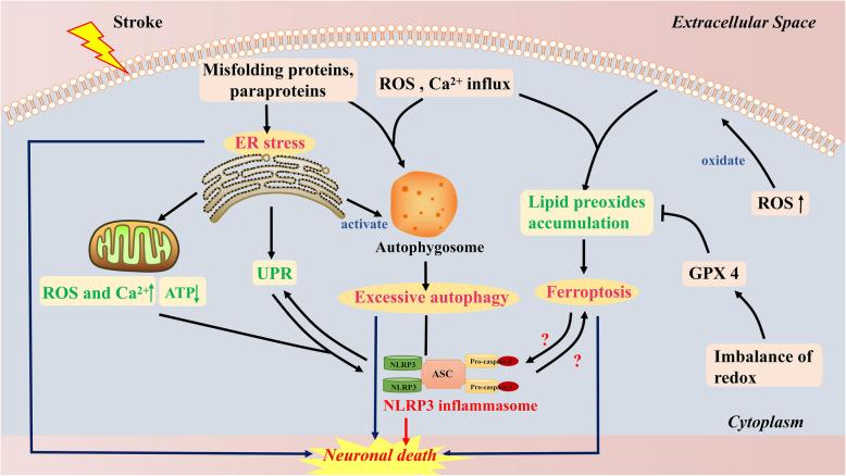https://cdn.ncbi.nlm.nih.gov/pmc/blobs/1a3e/8168322/305ddb6fe36f/12974_2021_2137_Fig4_HTML.jpg