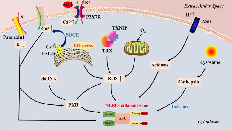 https://cdn.ncbi.nlm.nih.gov/pmc/blobs/1a3e/8168322/fcdc050d97cc/12974_2021_2137_Fig1_HTML.jpg