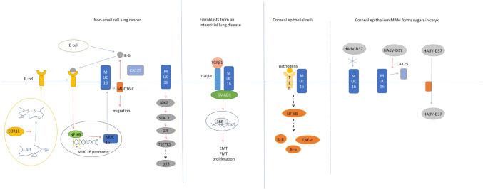 https://cdn.ncbi.nlm.nih.gov/pmc/blobs/1a45/11101557/16751c892bda/10238_2024_1365_Fig4_HTML.jpg