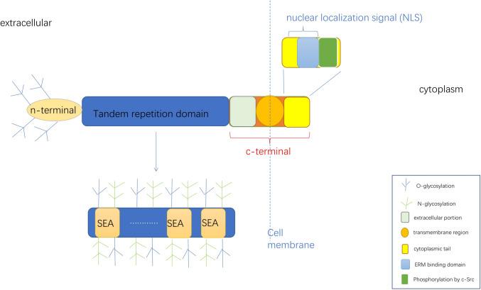 https://cdn.ncbi.nlm.nih.gov/pmc/blobs/1a45/11101557/82c65726120b/10238_2024_1365_Fig1_HTML.jpg
