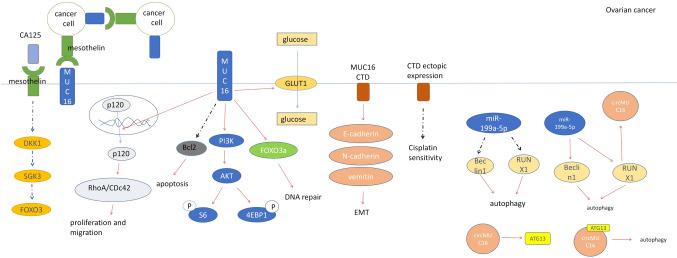 https://cdn.ncbi.nlm.nih.gov/pmc/blobs/1a45/11101557/91d521c5d6b5/10238_2024_1365_Fig2_HTML.jpg