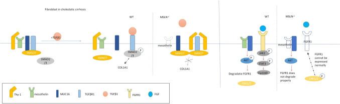 https://cdn.ncbi.nlm.nih.gov/pmc/blobs/1a45/11101557/b2de14284406/10238_2024_1365_Fig5_HTML.jpg