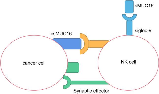 https://cdn.ncbi.nlm.nih.gov/pmc/blobs/1a45/11101557/ccc4593cd783/10238_2024_1365_Fig6_HTML.jpg