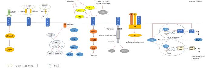 https://cdn.ncbi.nlm.nih.gov/pmc/blobs/1a45/11101557/f812befb6ae4/10238_2024_1365_Fig3_HTML.jpg