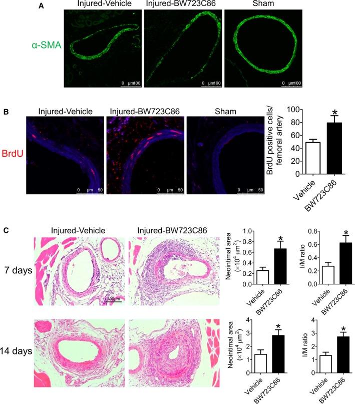 https://cdn.ncbi.nlm.nih.gov/pmc/blobs/1a49/5850233/769068fa79f9/JAH3-7-e006810-g002.jpg