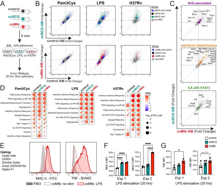 https://cdn.ncbi.nlm.nih.gov/pmc/blobs/1a4b/10796046/e5b257a81644/ppat.1011871.g005.jpg
