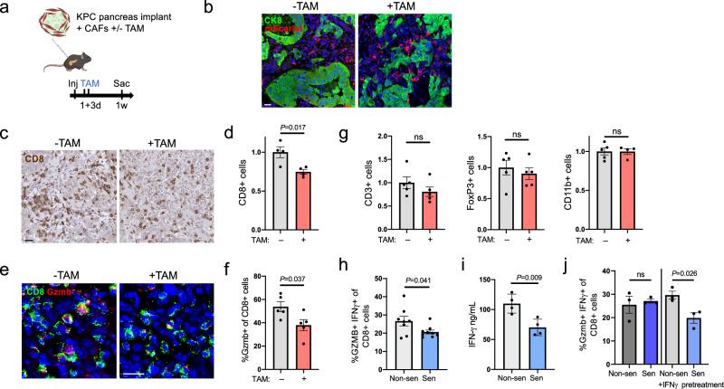https://cdn.ncbi.nlm.nih.gov/pmc/blobs/1a4d/11263607/27cfc791aadf/41467_2024_50441_Fig5_HTML.jpg