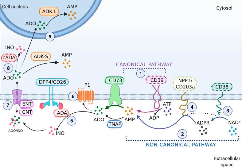 https://cdn.ncbi.nlm.nih.gov/pmc/blobs/1a4d/11707834/0da063833240/S1462399424000309_fig1.jpg
