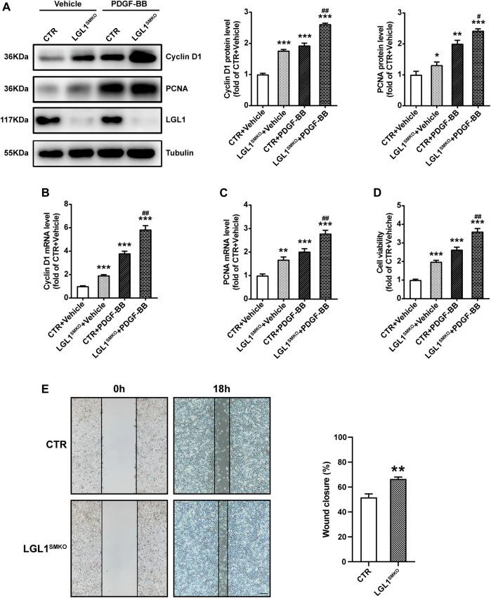 https://cdn.ncbi.nlm.nih.gov/pmc/blobs/1a51/8819082/5a33da2281d2/fphar-13-834296-g003.jpg