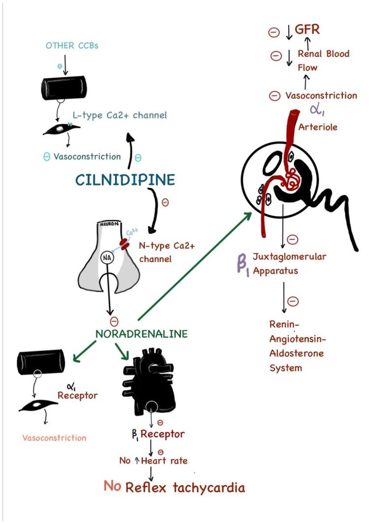 https://cdn.ncbi.nlm.nih.gov/pmc/blobs/1a53/9461693/884b1614ec2f/cureus-0014-00000027847-i09.jpg