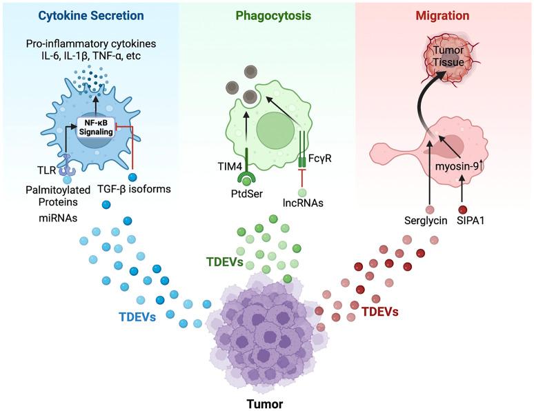 https://cdn.ncbi.nlm.nih.gov/pmc/blobs/1a53/9667034/c4add48fd526/fimmu-13-1045624-g001.jpg