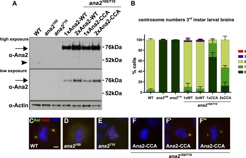 https://cdn.ncbi.nlm.nih.gov/pmc/blobs/1a54/4471874/580eea3cc037/elife07236f005.jpg