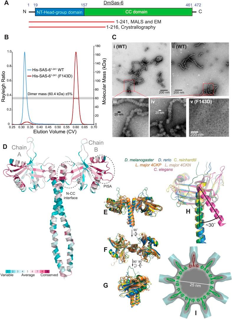https://cdn.ncbi.nlm.nih.gov/pmc/blobs/1a54/4471874/b85d4f3e5970/elife07236f006.jpg