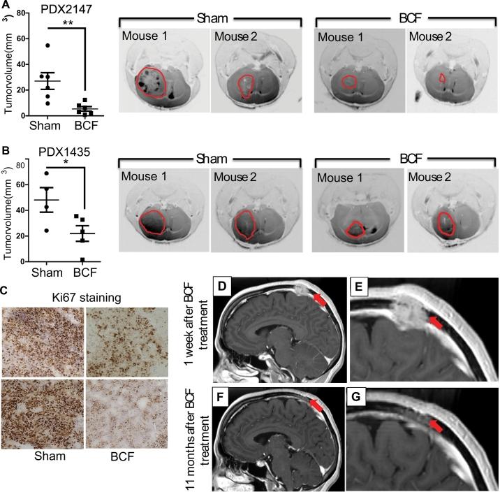 https://cdn.ncbi.nlm.nih.gov/pmc/blobs/1a58/6604768/9a7a9272adb3/gr2.jpg