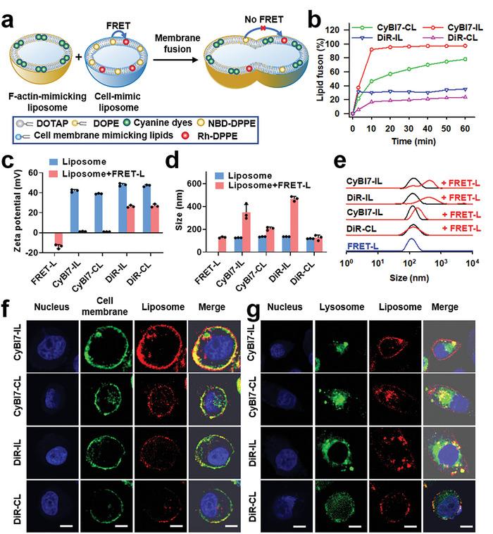https://cdn.ncbi.nlm.nih.gov/pmc/blobs/1a59/10933650/a2c6645ca26d/ADVS-11-2305600-g008.jpg