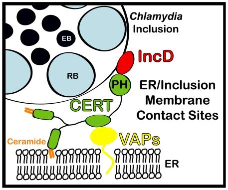 https://cdn.ncbi.nlm.nih.gov/pmc/blobs/1a5b/3121800/64ef050d9573/ppat.1002092.g009.jpg