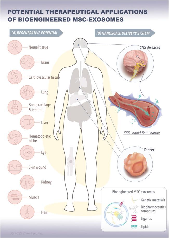 https://cdn.ncbi.nlm.nih.gov/pmc/blobs/1a61/10009159/1f4fd2b8b01a/fcell-11-1029671-g002.jpg