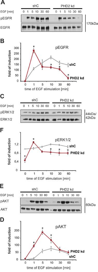 https://cdn.ncbi.nlm.nih.gov/pmc/blobs/1a63/5354778/bd9e8a08ecbc/oncotarget-08-9885-g004.jpg