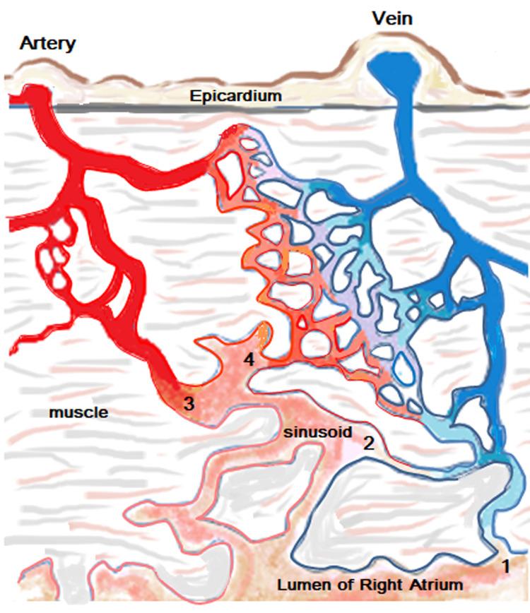 https://cdn.ncbi.nlm.nih.gov/pmc/blobs/1a64/8351761/411bf4b1f728/cureus-0013-00000016300-i01.jpg