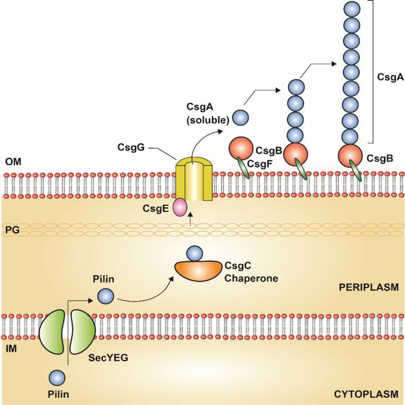 https://cdn.ncbi.nlm.nih.gov/pmc/blobs/1a67/9046445/aee95a570cb4/gr9.jpg
