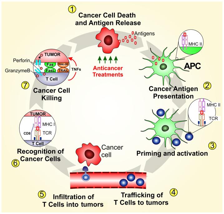 https://cdn.ncbi.nlm.nih.gov/pmc/blobs/1a68/7384846/553b78522f4e/IJO-57-03-0609-g00.jpg