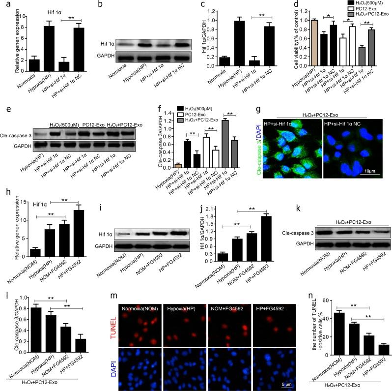 https://cdn.ncbi.nlm.nih.gov/pmc/blobs/1a69/6372680/2cddb74c6afa/41419_2019_1410_Fig7_HTML.jpg