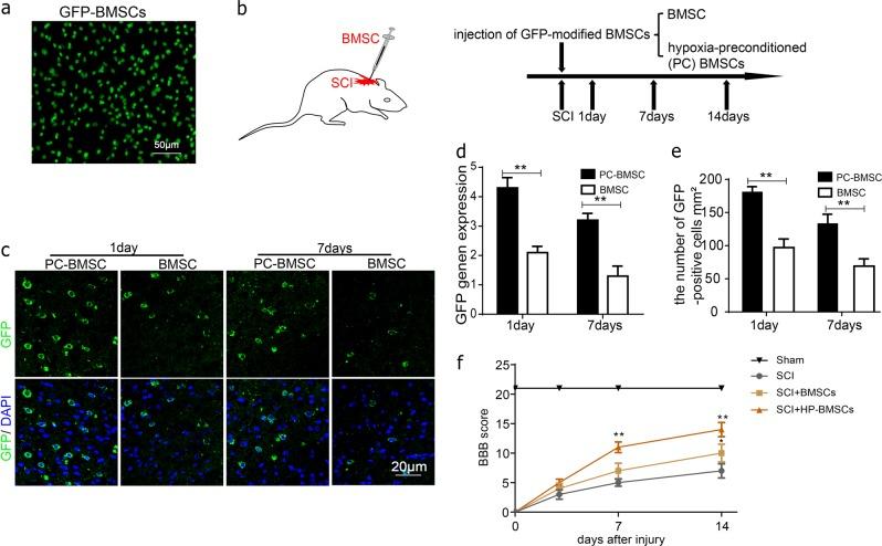 https://cdn.ncbi.nlm.nih.gov/pmc/blobs/1a69/6372680/5895a03988e3/41419_2019_1410_Fig8_HTML.jpg