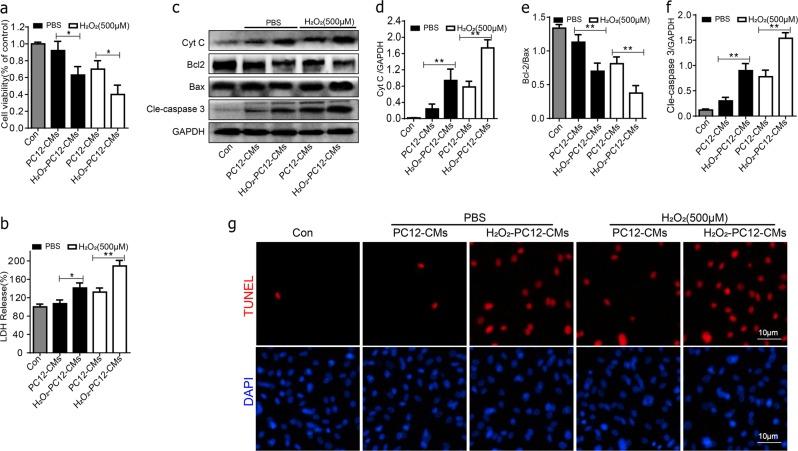 https://cdn.ncbi.nlm.nih.gov/pmc/blobs/1a69/6372680/83d850aa6f3c/41419_2019_1410_Fig2_HTML.jpg