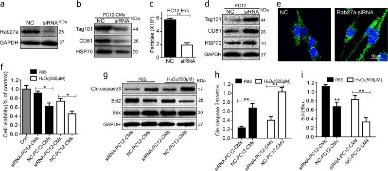 https://cdn.ncbi.nlm.nih.gov/pmc/blobs/1a69/6372680/a89b0994fc89/41419_2019_1410_Fig5_HTML.jpg