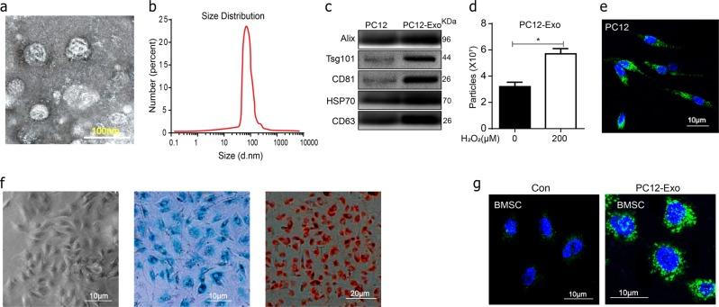 https://cdn.ncbi.nlm.nih.gov/pmc/blobs/1a69/6372680/b81b53ffe78a/41419_2019_1410_Fig3_HTML.jpg