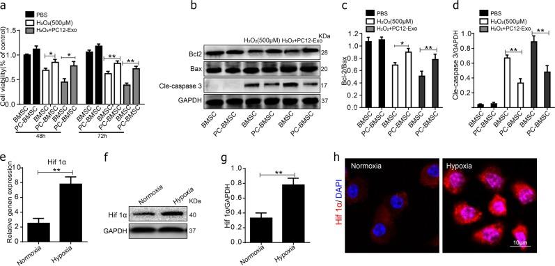 https://cdn.ncbi.nlm.nih.gov/pmc/blobs/1a69/6372680/d273033664fd/41419_2019_1410_Fig6_HTML.jpg