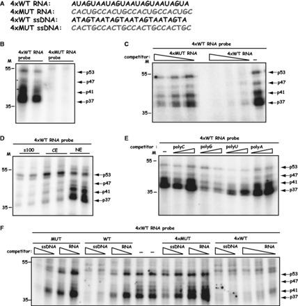 https://cdn.ncbi.nlm.nih.gov/pmc/blobs/1a6a/3905901/29c22fa193cd/gkt803f6p.jpg