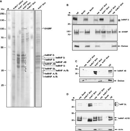 https://cdn.ncbi.nlm.nih.gov/pmc/blobs/1a6a/3905901/8755d66996e8/gkt803f7p.jpg