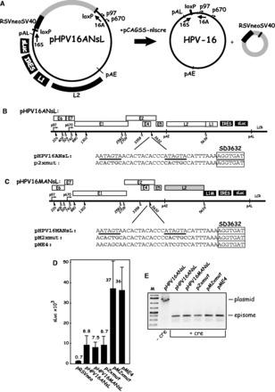 https://cdn.ncbi.nlm.nih.gov/pmc/blobs/1a6a/3905901/96f49f268325/gkt803f5p.jpg