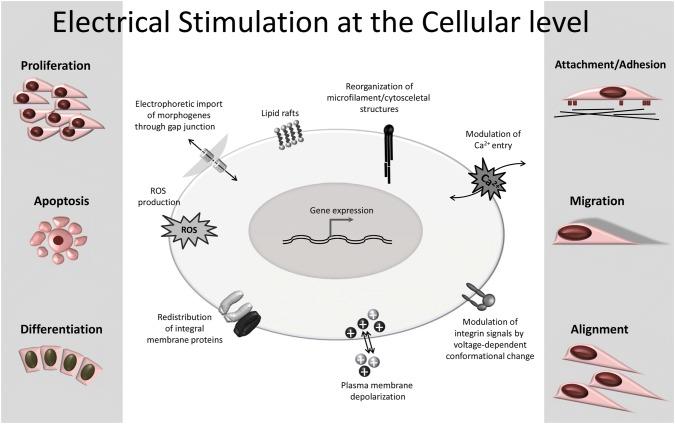 https://cdn.ncbi.nlm.nih.gov/pmc/blobs/1a6a/7113220/fa32ccae09ef/68_2020_1324_Fig1_HTML.jpg