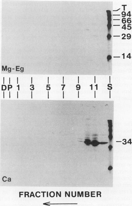 https://cdn.ncbi.nlm.nih.gov/pmc/blobs/1a6d/1077568/e6e13a716710/plntphys00815-0227-a.jpg
