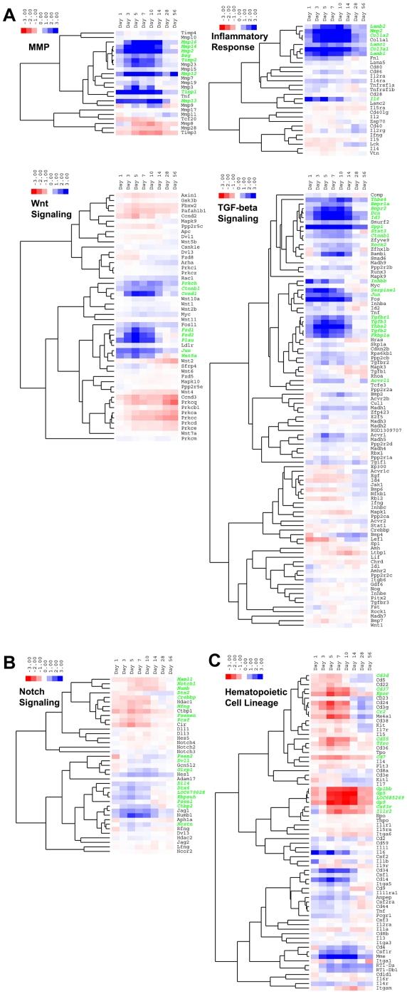 https://cdn.ncbi.nlm.nih.gov/pmc/blobs/1a6d/2948496/848b4c958396/pone.0012987.g005.jpg