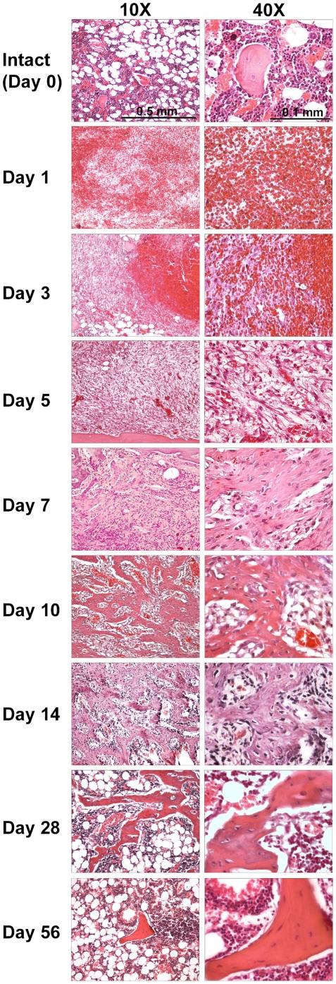 https://cdn.ncbi.nlm.nih.gov/pmc/blobs/1a6d/2948496/a5aba893ed7d/pone.0012987.g002.jpg