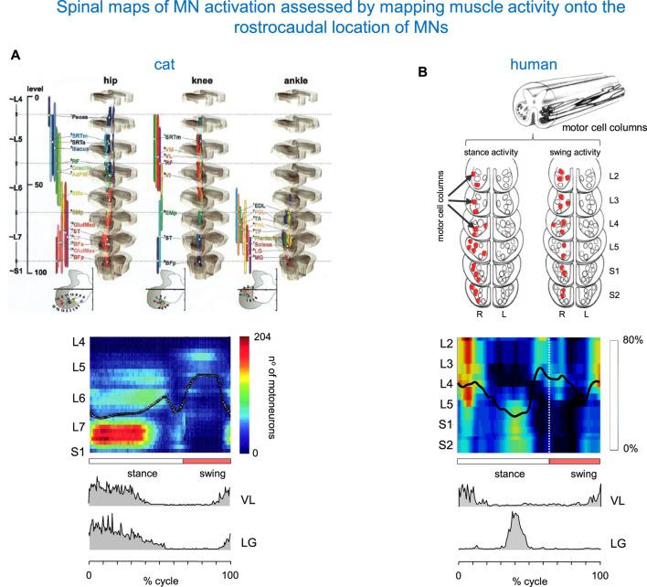 https://cdn.ncbi.nlm.nih.gov/pmc/blobs/1a6f/11300930/e7a7a8916f09/fphys-15-1389436-g002.jpg