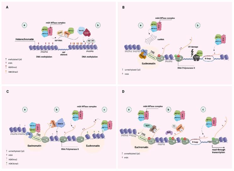 https://cdn.ncbi.nlm.nih.gov/pmc/blobs/1a72/10377384/7861cc034f4f/biomolecules-13-01060-g001.jpg