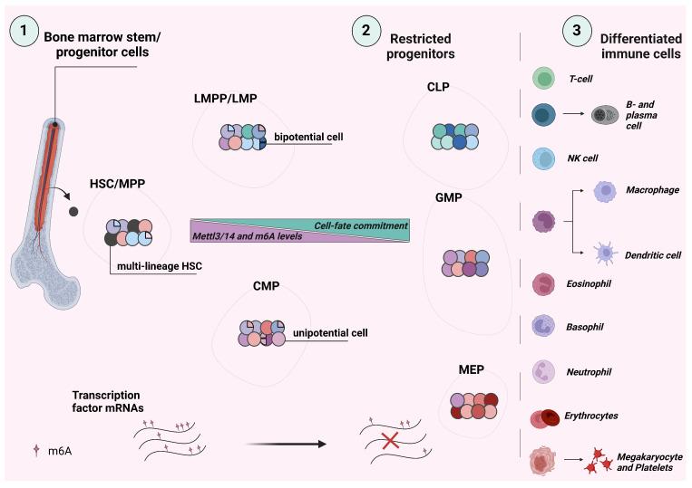 https://cdn.ncbi.nlm.nih.gov/pmc/blobs/1a72/10377384/ba42f7db4f98/biomolecules-13-01060-g002.jpg