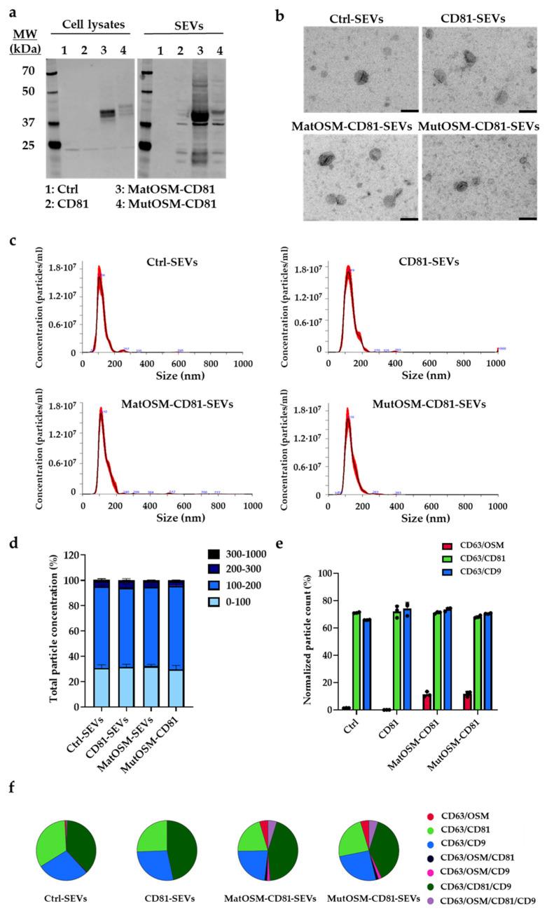 https://cdn.ncbi.nlm.nih.gov/pmc/blobs/1a77/10095085/bb511901696c/ijms-24-06467-g002.jpg