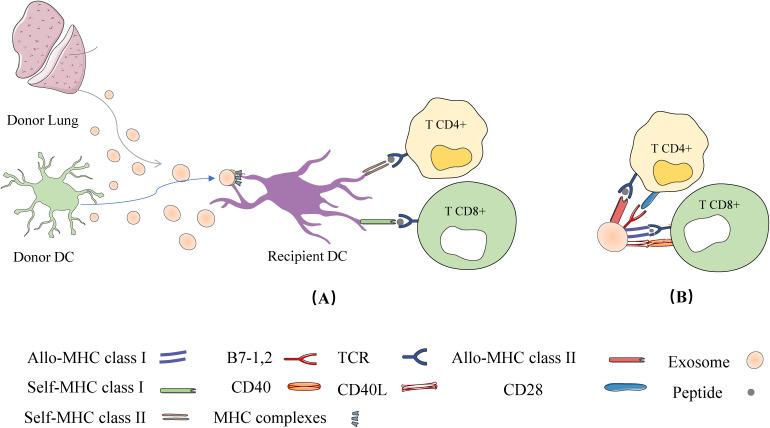 https://cdn.ncbi.nlm.nih.gov/pmc/blobs/1a78/12021846/1b433d2bae8f/fimmu-16-1544960-g002.jpg