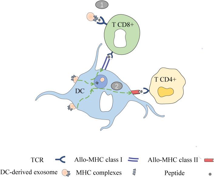 https://cdn.ncbi.nlm.nih.gov/pmc/blobs/1a78/12021846/8540e5bcb9f4/fimmu-16-1544960-g003.jpg