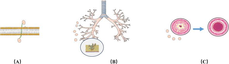 https://cdn.ncbi.nlm.nih.gov/pmc/blobs/1a78/12021846/e57d691457c4/fimmu-16-1544960-g004.jpg