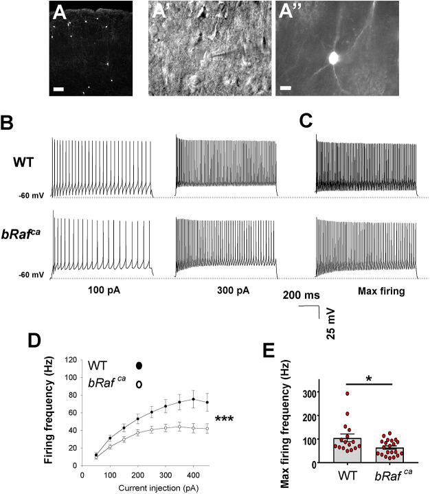 https://cdn.ncbi.nlm.nih.gov/pmc/blobs/1a7a/10281549/0ccb34325835/develop-150-201371-g3.jpg
