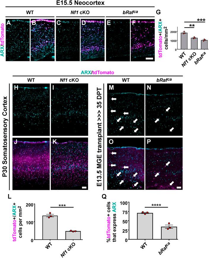https://cdn.ncbi.nlm.nih.gov/pmc/blobs/1a7a/10281549/9779d3288022/develop-150-201371-g7.jpg