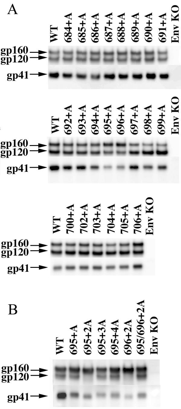 https://cdn.ncbi.nlm.nih.gov/pmc/blobs/1a7a/2994783/818d28f325de/1742-4690-7-95-4.jpg