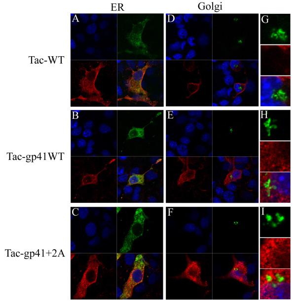 https://cdn.ncbi.nlm.nih.gov/pmc/blobs/1a7a/2994783/ea20aee3892c/1742-4690-7-95-8.jpg