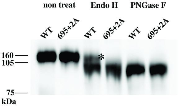 https://cdn.ncbi.nlm.nih.gov/pmc/blobs/1a7a/2994783/fa39092eb469/1742-4690-7-95-7.jpg